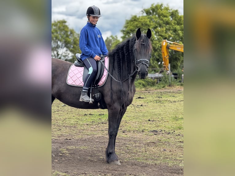 Fries paard Merrie 6 Jaar 167 cm Zwart in Amstelhoek