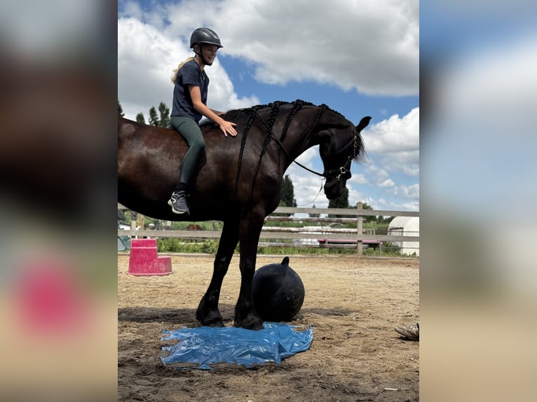 Fries paard Merrie 6 Jaar 167 cm Zwart in Amstelhoek