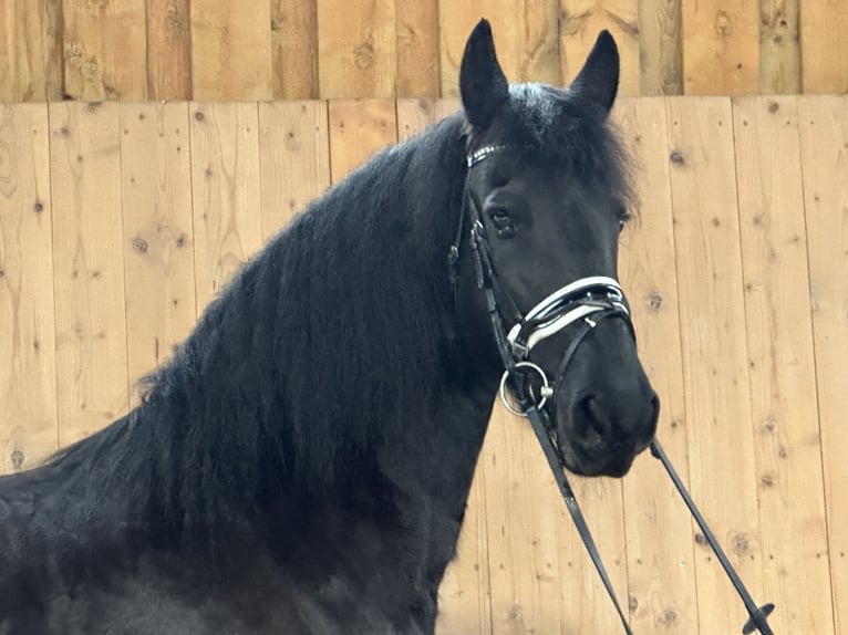 Fries paard Merrie 6 Jaar 167 cm Zwart in Riedlingen