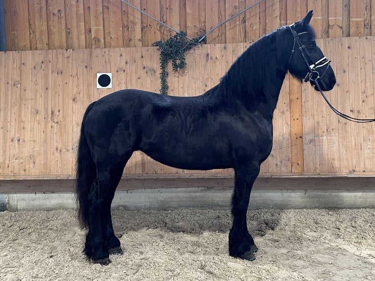 Fries paard Merrie 6 Jaar 167 cm Zwart in Riedlingen