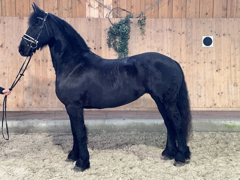 Fries paard Merrie 6 Jaar 167 cm Zwart in Riedlingen