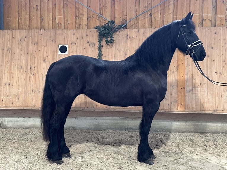 Fries paard Merrie 6 Jaar 167 cm Zwart in Riedlingen