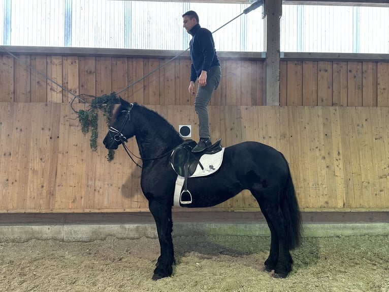 Fries paard Merrie 6 Jaar 167 cm Zwart in Riedlingen