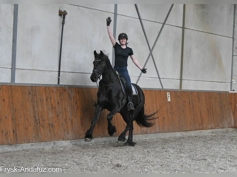 Fries paard Merrie 6 Jaar 168 cm Zwart in Mijnsheerenland