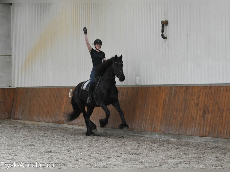 Fries paard Merrie 6 Jaar 168 cm Zwart in Mijnsheerenland