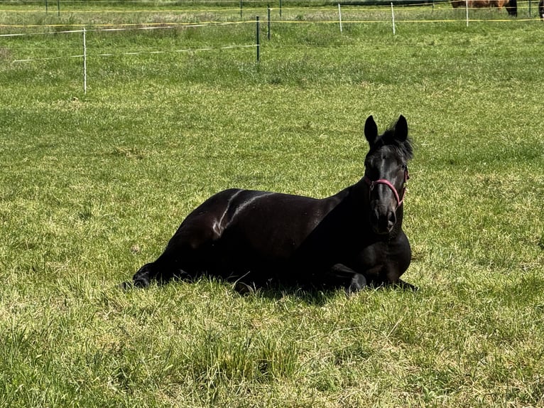 Fries paard Mix Merrie 6 Jaar 169 cm Zwart in Münster