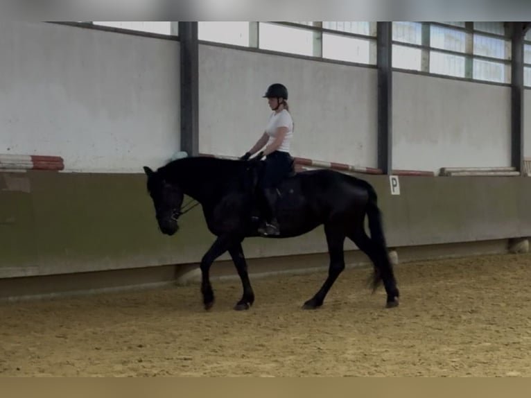 Fries paard Mix Merrie 6 Jaar 169 cm Zwart in Münster