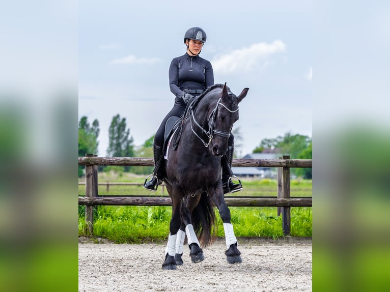 Fries paard Merrie 6 Jaar 169 cm Zwart in Babyloniënbroek