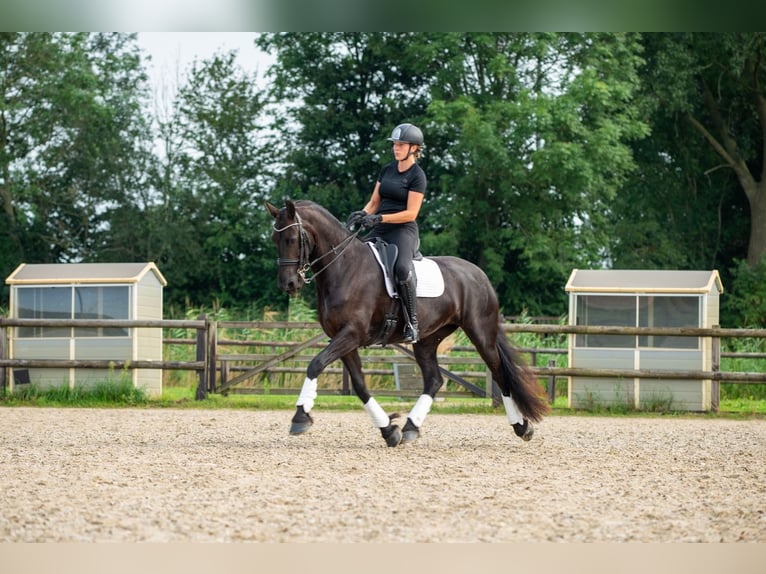 Fries paard Merrie 6 Jaar 169 cm Zwart in Babyloniënbroek