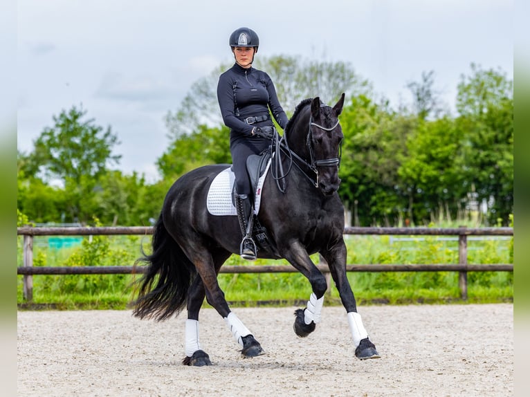 Fries paard Merrie 6 Jaar 169 cm Zwart in Babyloniënbroek