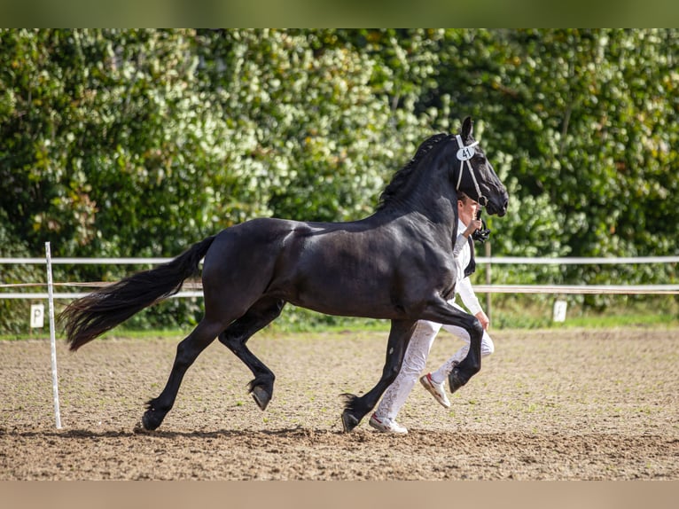 Fries paard Merrie 6 Jaar 169 cm Zwart in Babyloniënbroek