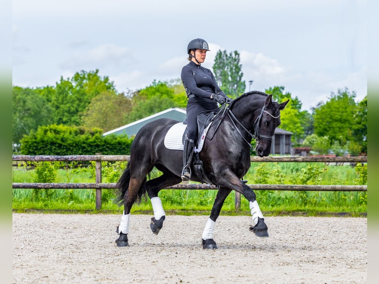 Fries paard Merrie 6 Jaar 169 cm Zwart in Babyloniënbroek