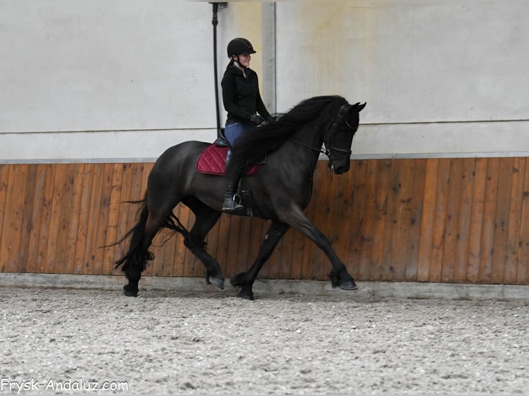 Fries paard Merrie 6 Jaar 169 cm Zwart in Mijnsheerenland