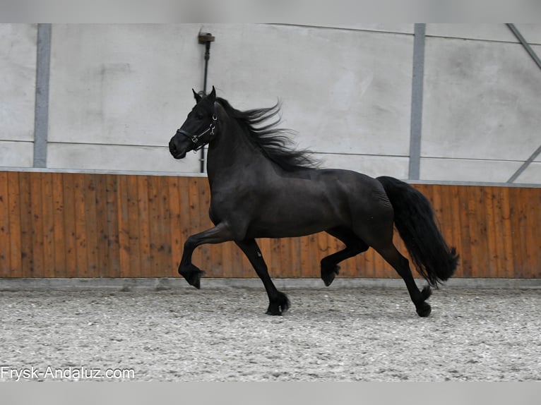 Fries paard Merrie 6 Jaar 169 cm Zwart in Mijnsheerenland