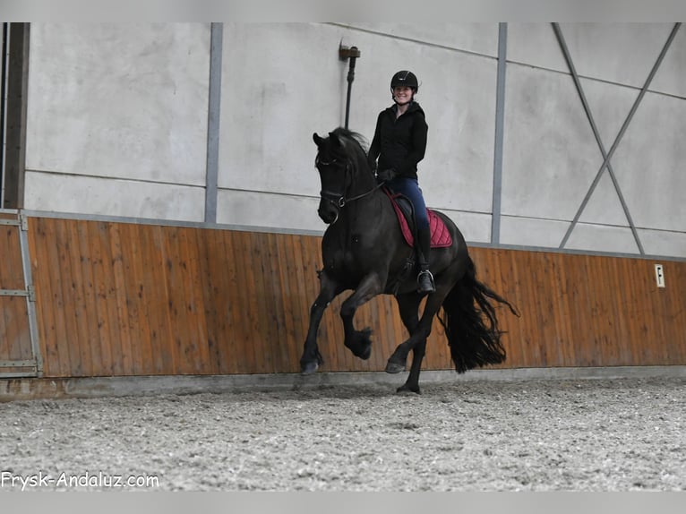 Fries paard Merrie 6 Jaar 169 cm Zwart in Mijnsheerenland