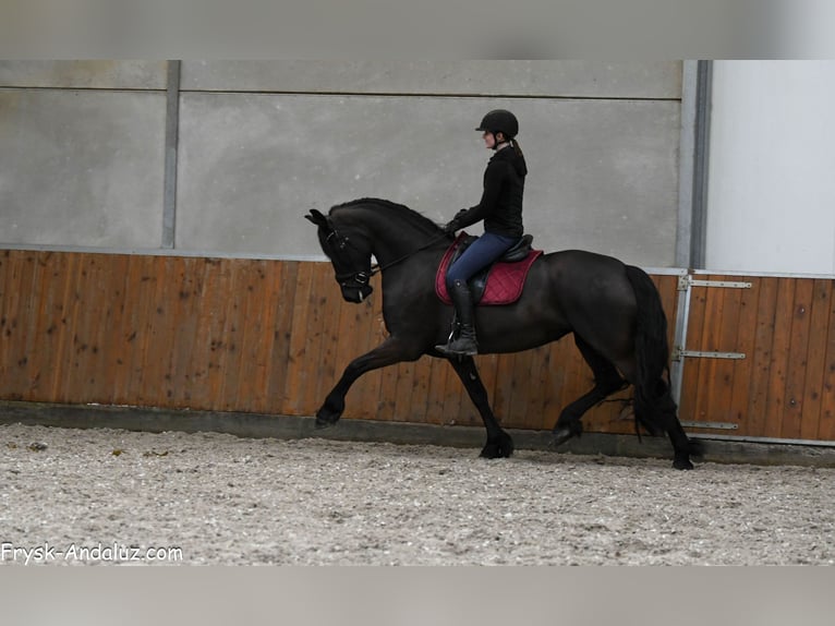 Fries paard Merrie 6 Jaar 169 cm Zwart in Mijnsheerenland