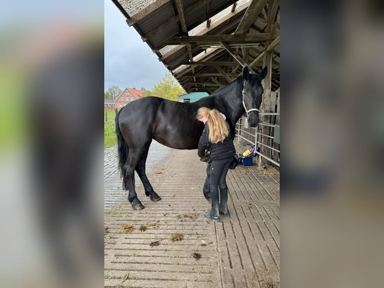 Fries paard Mix Merrie 6 Jaar 170 cm Zwart in Coesfeld