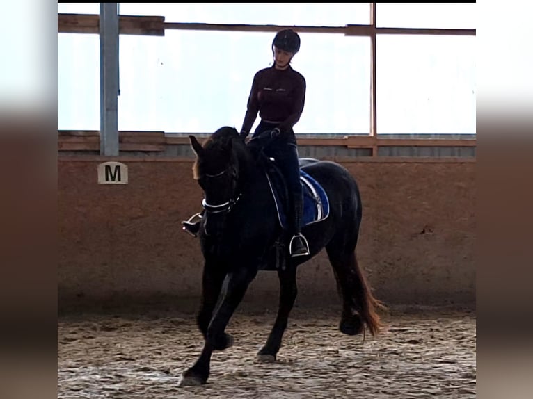 Fries paard Merrie 6 Jaar 171 cm Zwart in Osloß