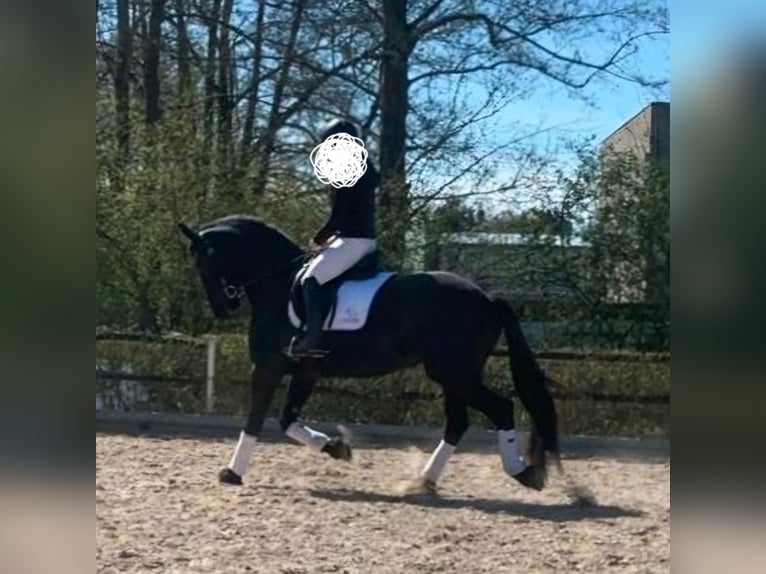 Fries paard Merrie 6 Jaar 171 cm Zwart in Osloß