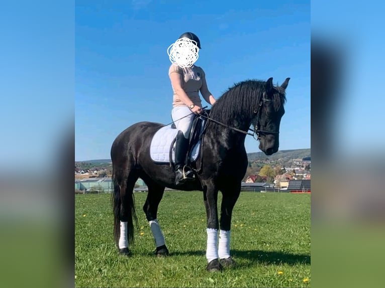 Fries paard Merrie 6 Jaar 171 cm Zwart in Osloß