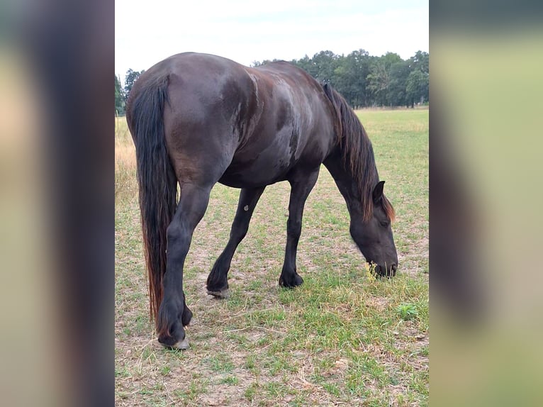 Fries paard Merrie 6 Jaar 171 cm Zwart in Osloß