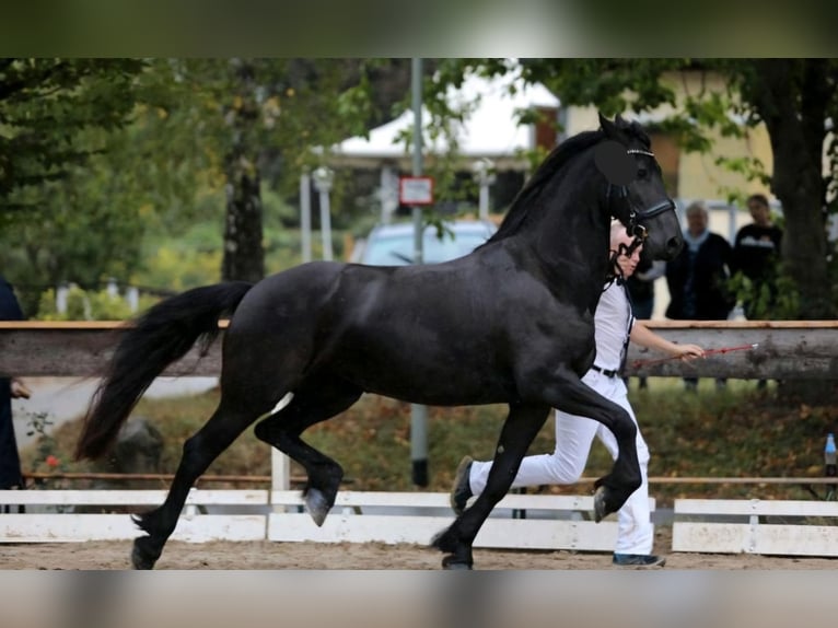 Fries paard Merrie 6 Jaar 171 cm Zwart in Osloß