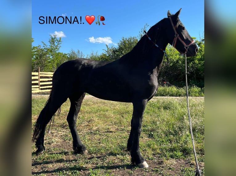 Fries paard Merrie 6 Jaar 172 cm in Knezha