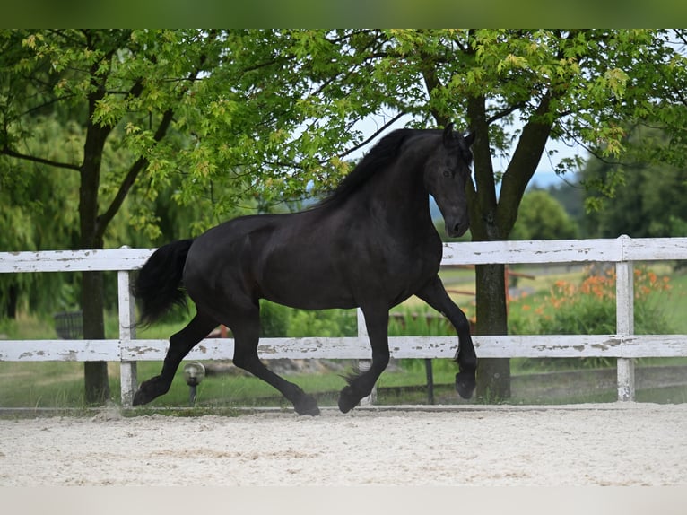 Fries paard Merrie 6 Jaar 173 cm Zwart in Prague 4