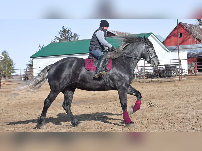Fries paard Merrie 6 Jaar Schimmel in Fairbank IA