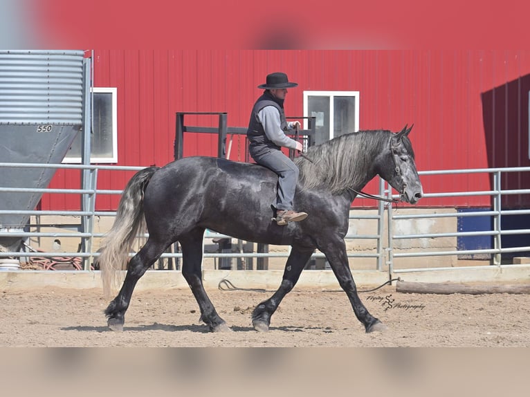 Fries paard Merrie 6 Jaar Schimmel in Fairbank IA