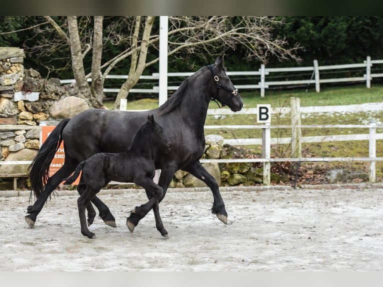 Fries paard Merrie 6 Jaar Zwart in Anger