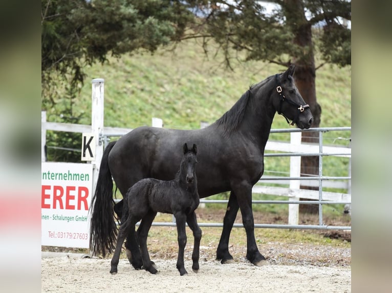 Fries paard Merrie 6 Jaar Zwart in Anger