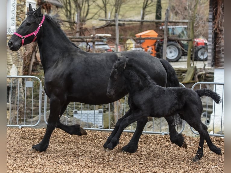 Fries paard Merrie 6 Jaar Zwart in Anger