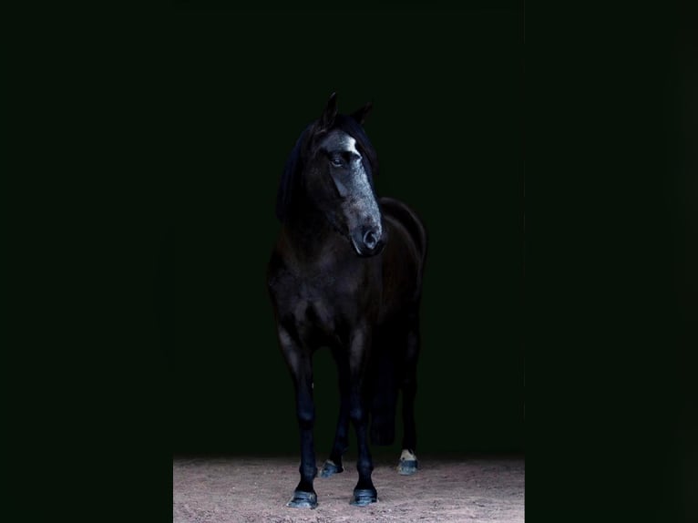 Fries paard Merrie 6 Jaar Zwart in Dallas PA