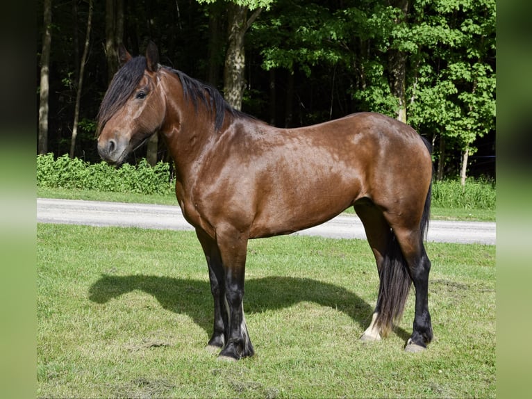 Fries paard Merrie 7 Jaar 147 cm Roodbruin in Warsaw NY