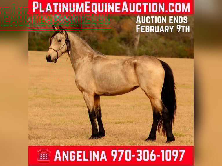 Fries paard Merrie 7 Jaar 152 cm Buckskin in Vincent Al