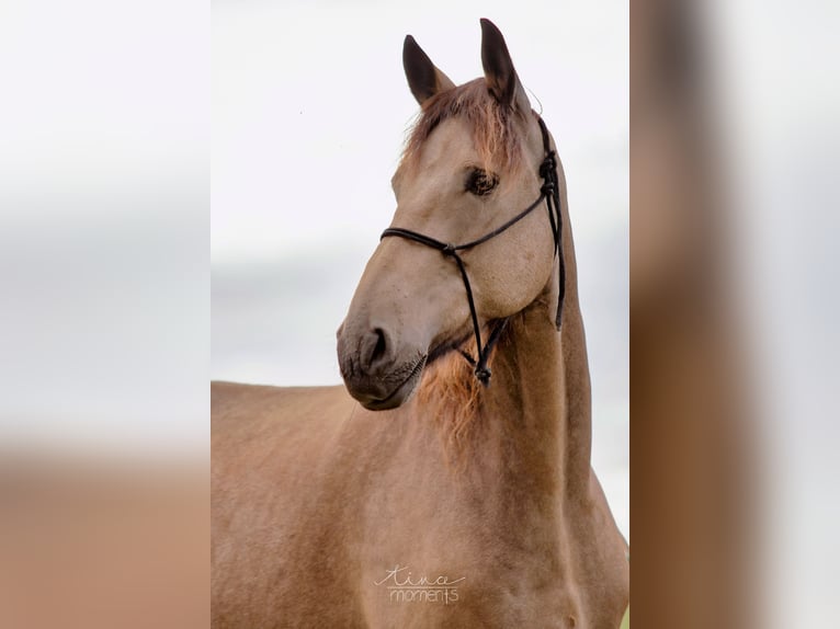 Fries paard Mix Merrie 7 Jaar 154 cm Falbe in Nack