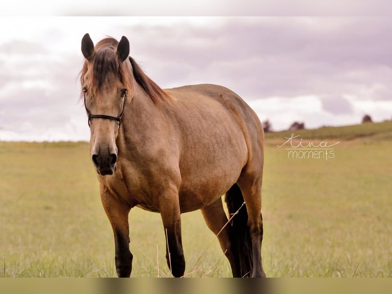 Fries paard Mix Merrie 7 Jaar 154 cm Falbe in Nack