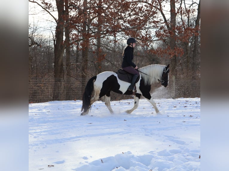 Fries paard Mix Merrie 7 Jaar 155 cm Gevlekt-paard in Howell