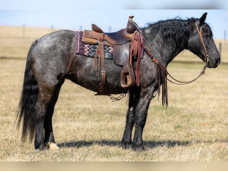 Fries paard Merrie 7 Jaar 157 cm Roan-Blue in Ewing KY