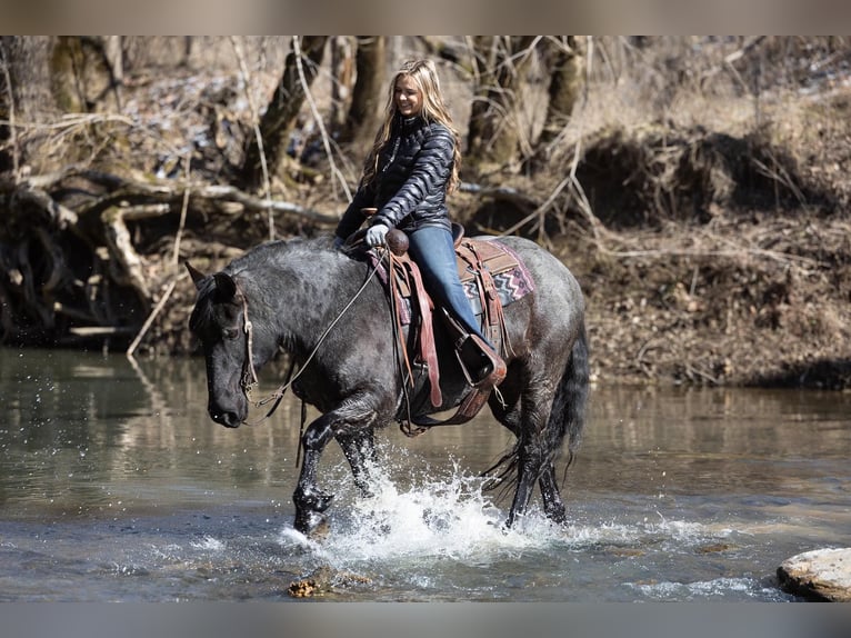 Fries paard Merrie 7 Jaar 157 cm Roan-Blue in Ewing KY