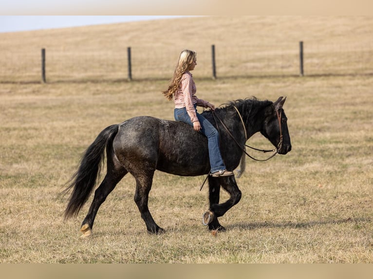 Fries paard Merrie 7 Jaar 157 cm Roan-Blue in Ewing KY