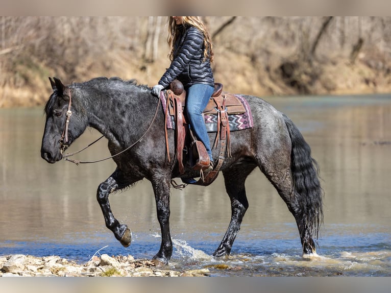 Fries paard Merrie 7 Jaar 157 cm Roan-Blue in Ewing KY