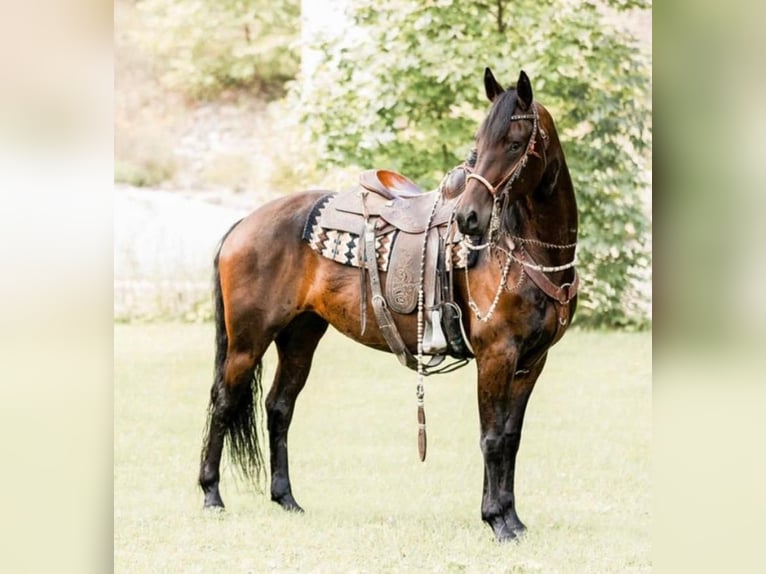 Fries paard Merrie 7 Jaar 160 cm Roodbruin in Andover, OH