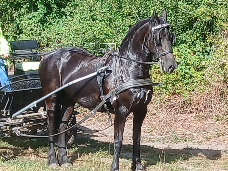 Fries paard Merrie 7 Jaar 160 cm Zwart in Tecklenburg