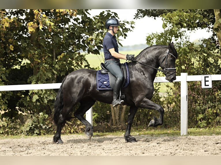 Fries paard Merrie 7 Jaar 162 cm Zwart in Britswert