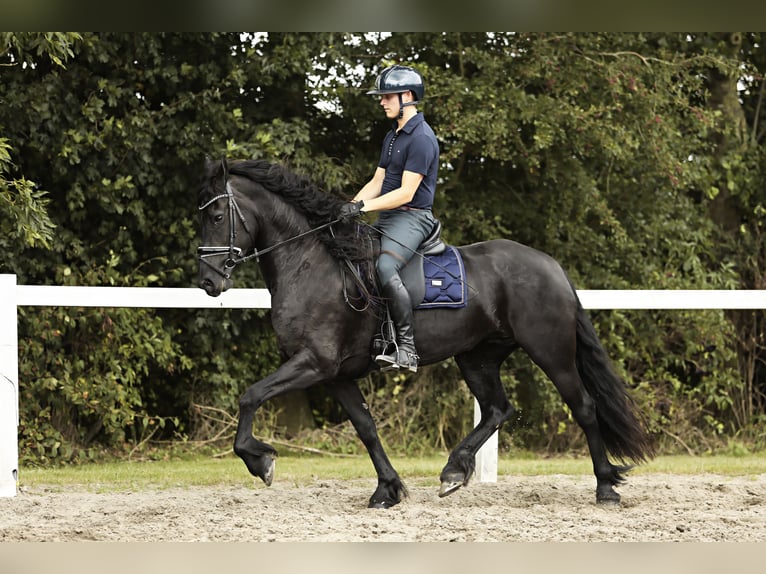 Fries paard Merrie 7 Jaar 162 cm Zwart in Britswert