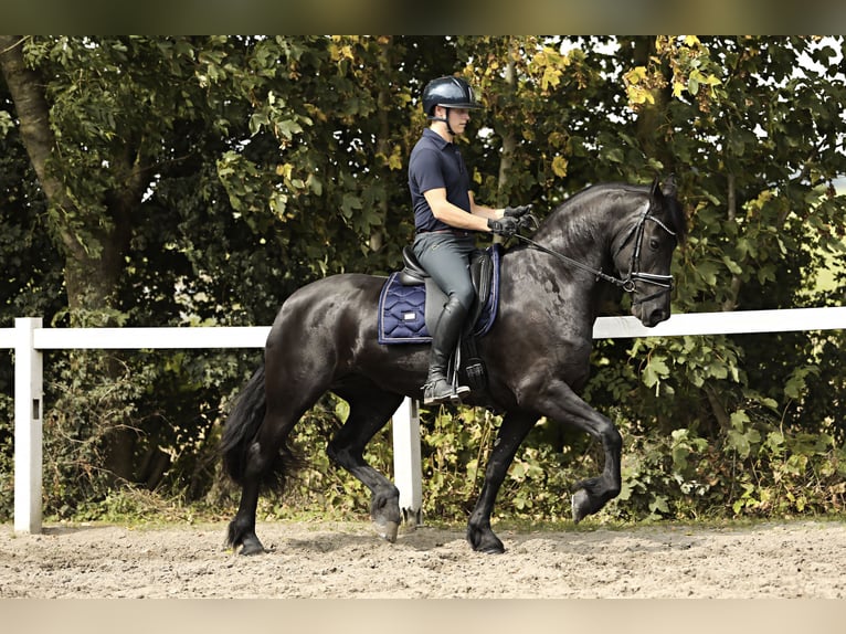 Fries paard Merrie 7 Jaar 162 cm Zwart in Britswert