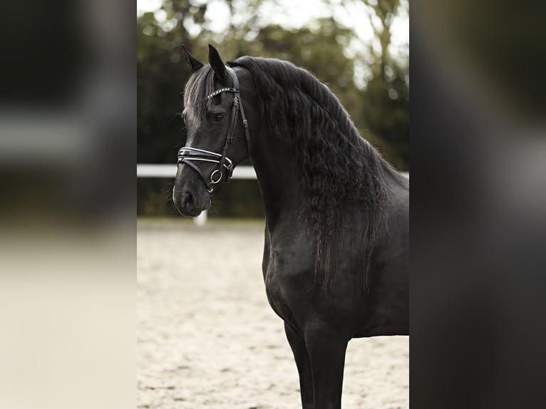 Fries paard Merrie 7 Jaar 162 cm Zwart in Britswert