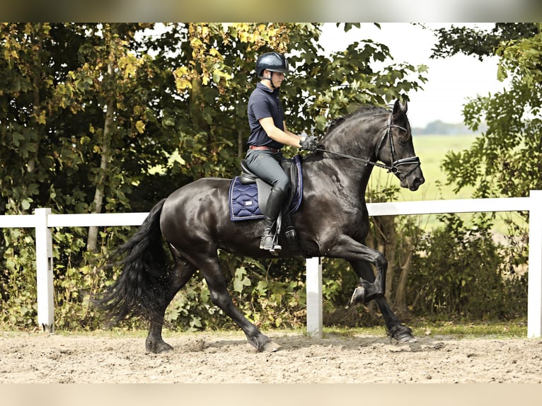 Fries paard Merrie 7 Jaar 162 cm Zwart in Britswert